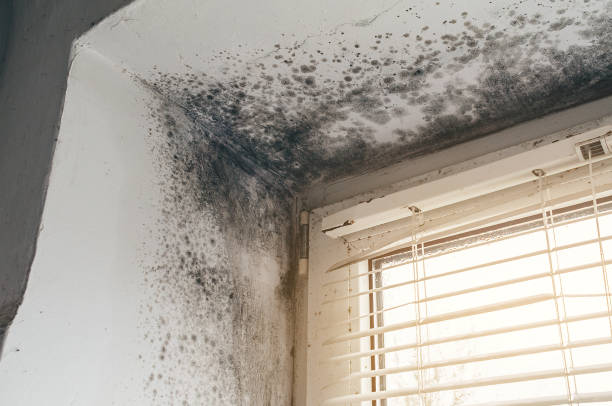 Affordable Mold Remediation solutions in Little Elm, TX
